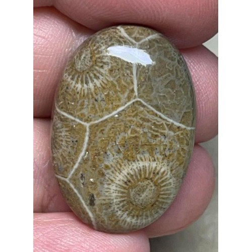 Oval 29x20mm Moroccan Fossil Coral Cabochon 32