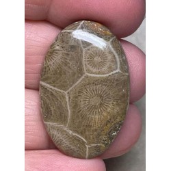 Oval 34x22mm Moroccan Fossil Coral Cabochon 34