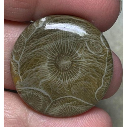 Round 29x29mm Moroccan Fossil Coral Cabochon 35
