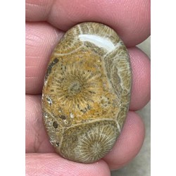Oval 30x19mm Moroccan Fossil Coral Cabochon 38