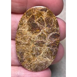 Oval 42x28mm Skeletal Fossil Coral Cabochon 02