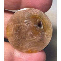 Round 32x32mm Fossil Skeletal Coral Cabochon 01