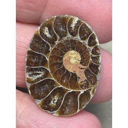 Oval 27x20mm Ammonite Cabochon 03