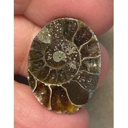 Oval 24x18mm Ammonite Cabochon 04