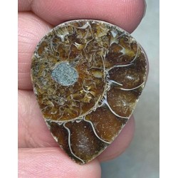 Teardrop 31x25mm Ammonite Cabochon 06