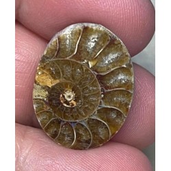 Oval 23x17mm Ammonite Cabochon 10