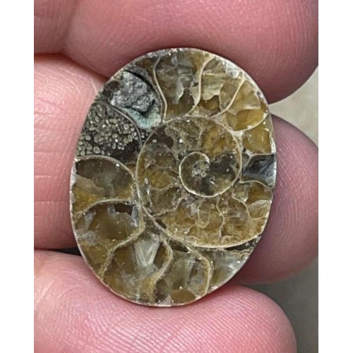 Oval 23x18mm Ammonite Cabochon 13