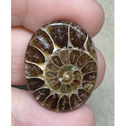 Oval 28x22mm Ammonite Flat Polished Back Cabochon 02