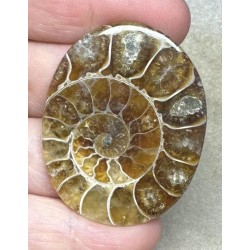 Oval 47x38mm Ammonite Flat Polished Back Cabochon 05