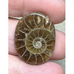 Oval 28x21mm Ammonite Flat Polished Back Cabochon 08