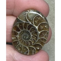 Oval 30x24mm Ammonite Flat Polished Back Cabochon 09