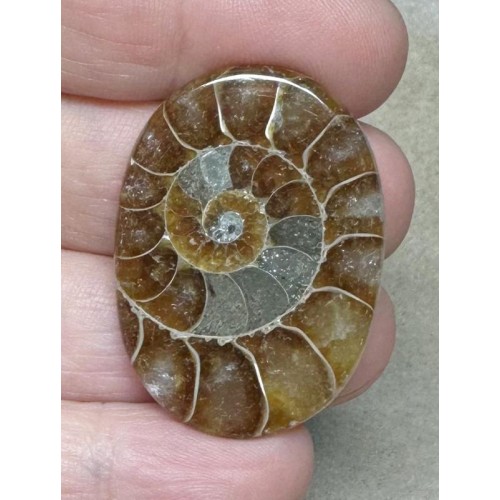 Oval 37x27mm Ammonite Flat Polished Back Cabochon 11