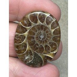 Oval 30x24mm Ammonite Flat Polished Back Cabochon 15