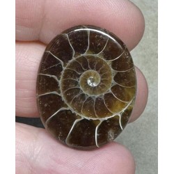 Oval 29x23mm Ammonite Flat Polished Back Cabochon 16