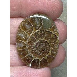 Oval 31x24mm Ammonite Flat Polished Back Cabochon 17