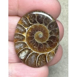 Oval 32x25mm Ammonite Flat Polished Back Cabochon 18