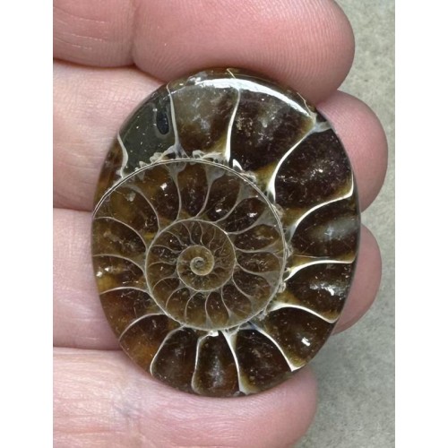 Oval 37x30mm Ammonite Flat Polished Back Cabochon 19