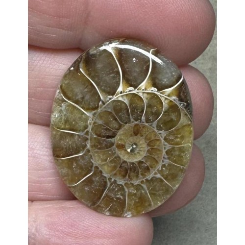 Oval 31x25mm Ammonite Flat Polished Back Cabochon 21