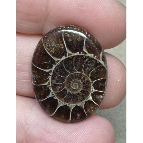 Oval 27x21mm Ammonite Flat Polished Back Cabochon 22