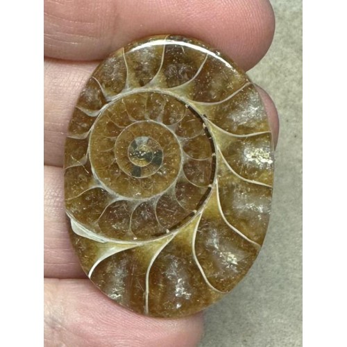 Oval 40x30mm Ammonite Flat Polished Back Cabochon 23