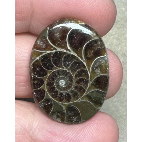 Oval 28x21mm Ammonite Flat Polished Back Cabochon 24
