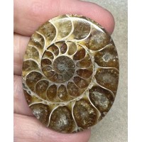 Oval 47x38mm Ammonite Flat Polished Back Cabochon 25