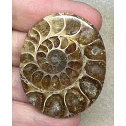 Oval 47x38mm Ammonite Flat Polished Back Cabochon 25