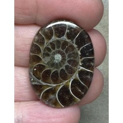 Oval 31x23mm Ammonite Flat Polished Back Cabochon 26