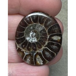 Oval 31x26mm Ammonite Flat Polished Back Cabochon 28