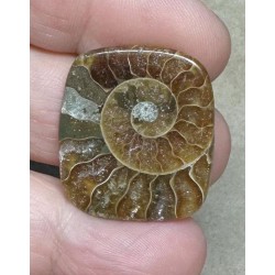 Rectangle 28x24mm Ammonite Flat Polished Back Cabochon 29