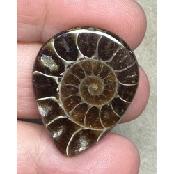 Teardrop 30x24mm Ammonite Flat Polished Back Cabochon 30