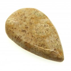 Teardrop 34x20mm Gold Fossil Coral Cabochon 01