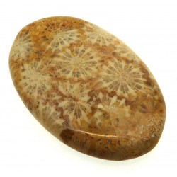 Oval 38x25mm Gold Fossil Coral Cabochon 03