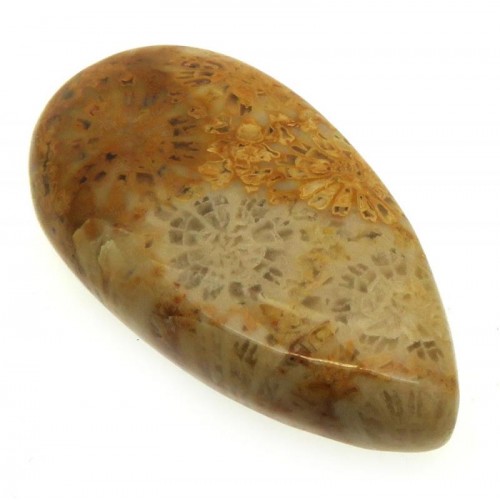 Teardrop 32x16mm Gold Fossil Coral Cabochon 04