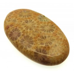 Oval 40x24mm Gold Fossil Coral Cabochon 05