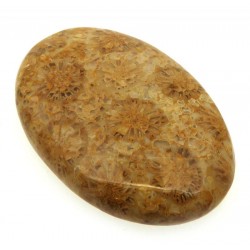 Oval 39x25mm Gold Fossil Coral Cabochon 06