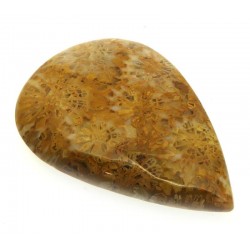 Teardrop 37x25mm Gold Fossil Coral Cabochon 10