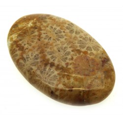 Oval 38x23mm Gold Fossil Coral Cabochon 12