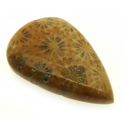 Teardrop 33x20mm Gold Fossil Coral Cabochon 13