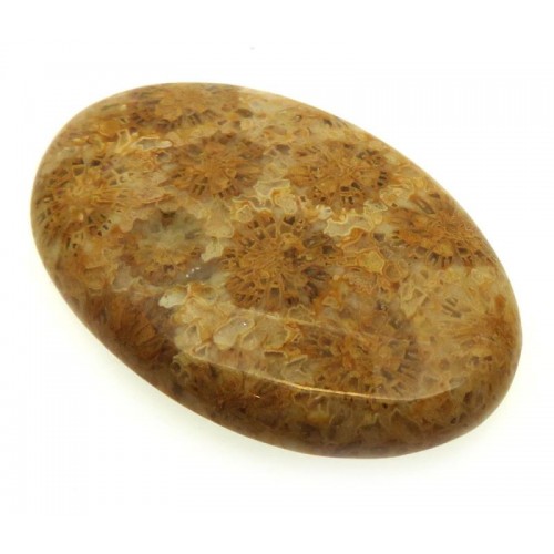 Oval 40x26mm Gold Fossil Coral Cabochon 14