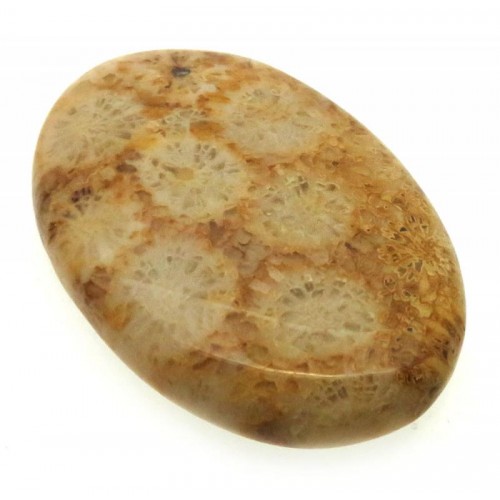 Oval 40x26mm Gold Fossil Coral Cabochon 16