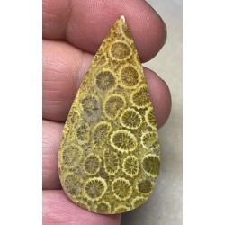Teardrop 47x24mm Gold Fossil Coral Cabochon 17