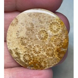 Round 32x32mm Gold Fossil Coral Cabochon 18