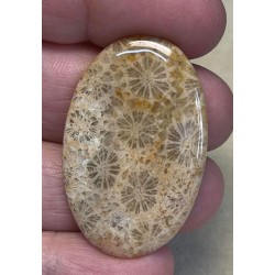 Oval 40x25mm Gold Fossil Coral Cabochon 19