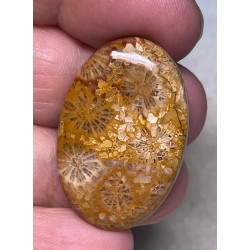 Oval 33x22mm Gold Fossil Coral Cabochon 20