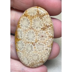 Oval 52x31mm Gold Fossil Coral Cabochon 21