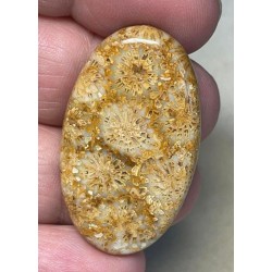 Oval 39x23mm Gold Fossil Coral Cabochon 22