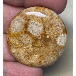 Round 35x35mm Gold Fossil Coral Cabochon 23