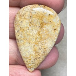 Teardrop 38x25mm Gold Fossil Coral Cabochon 27