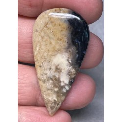 Teardrop 44x22mm Indonesian Palm Root Cabochon 23